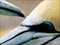 A pair of adult gannets