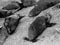 Sealers, Campbell Island