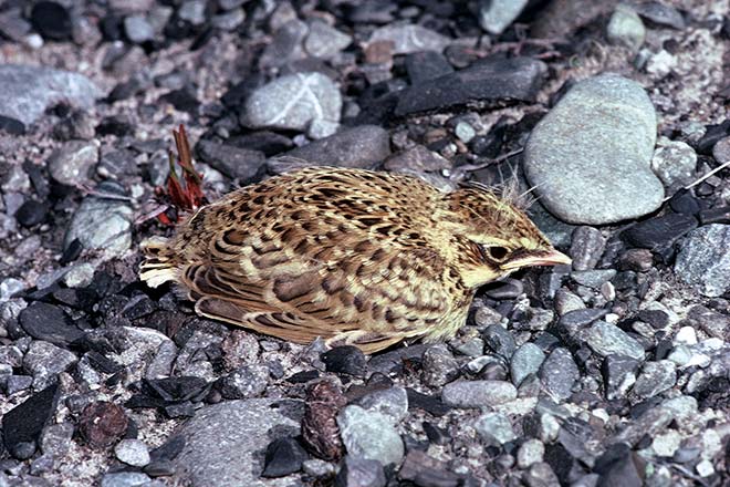 Young skylark