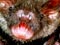 Short-tailed bat