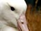 Northern royal albatross