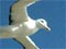 Royal albatrosses in flight
