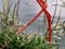 Pied stilt at its nest