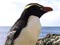 Snares crested penguins
