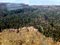 Clearfelled native forest