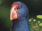 Takahe bird