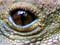 Tuatara