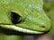 Green frog