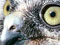 Detail of bird's face showing large green eyes