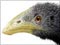 The heavy-footed moa