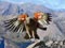 Kea flying
