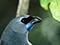 North Island kōkako