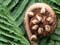 Silver fern koru