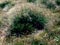 Fiordland endemic snow tussock