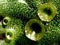 Splash cups on a liverwort