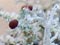 A fruticose lichen