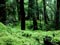 Mossy beech-forest floor