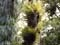 Conifer–broadleaf forest interior