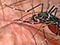 Striped mosquito