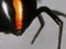 Large spider's legs
