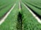 Growing forests absorb carbon dioxide and can help alleviate global warming