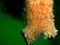 An invasive sea squirt