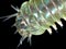 A bristle-worm