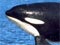 An orca breaches the water