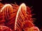 A feather star