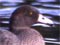 A blue duck