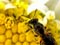Lasioglossum bee on a daisy