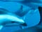 A pod of dusky dolphins