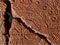 Pottery of the Lapita people, ancestors of the Polynesians