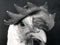 A White Leghorn