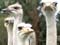 Ostriches