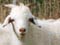 Cashmere goats