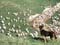 Romney sheep being mustered on hill country