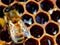 Bees on honeycomb