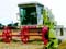Combine harvester at work