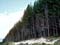 Kāingaroa State Forest
