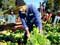 Immigrant worker Shinda Singh picking lettuces at Patumāhoe