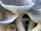 Oyster mushrooms