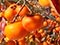 Persimmon orchard