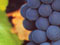Cabernet sauvignon grapes