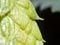 Hop flower cones