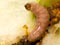 Codling moth caterpillar