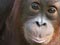Bornean orang-utans at Auckland Zoo