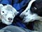 Working dog and newborn lambs