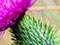 Scotch thistle