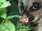 Brushtail possum